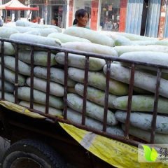 河南中牟白棒子冬瓜：韩寺镇李建