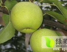 山东冠县绿宝石水果产销批发基地
