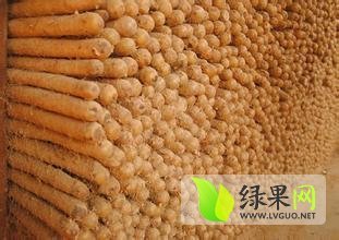 湖北沙市九斤黄山药 规格 配货齐全