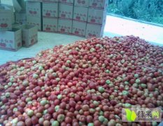 湖北兴山以色列西红柿现已大量上市