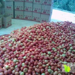湖北兴山以色列西红柿现已大量上市