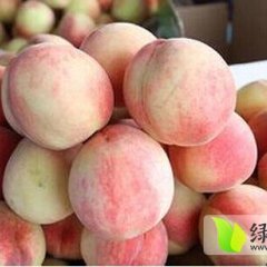 山东蒙阴蒙阴蜜桃：旧寨乡郭祥运