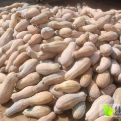 湖南汉寿金韩密本南瓜：仓儿总聂生