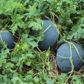 湖北京山黑皮无籽：孙桥镇祝生