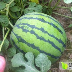 浙江海宁京欣西瓜大量上市