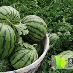 浙江萧山大棚种植8424西瓜 量大价格低
