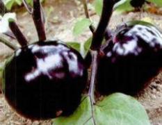 山西忻府出售紫园茄子 保质保量