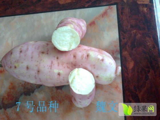 7号红薯价格