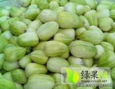 山西省忻州市甜瓜种植基地
