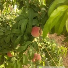 陕西蒲城沙红、红不软蜜桃大量上市