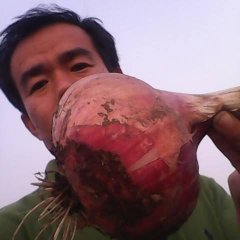 山东博兴红皮洋葱现在已到成熟期