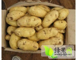 2014年河北定州荷兰十五价格