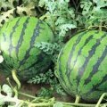 陕西大荔京欣西瓜：范家镇曹