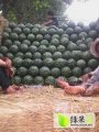 河南通许西瓜已经全面上市