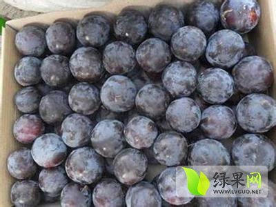 2014年陕西大荔黑布朗李子价格
