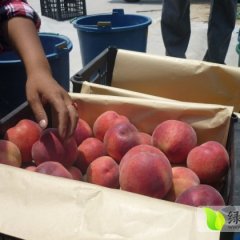 陕西大荔阿布白桃产地批发