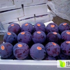 陕西大荔红香酥梨：范家镇李永强