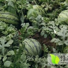 浙江慈溪8424西瓜价格量大从优