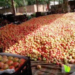 山东东昌府欧冠：沙镇镇刘鹏