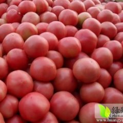 山东青州硬粉：青州大赵先生