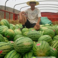 甘肃靖远金城5号：高湾乡滕伟义