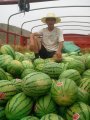 甘肃靖远金城5号：高湾乡滕伟义