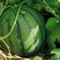 陕西大荔花皮无籽：羌白镇张先生