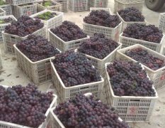 四川丹棱巨峰葡萄成熟季节在8月份