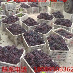 四川丹棱巨峰葡萄成熟季节在8月份