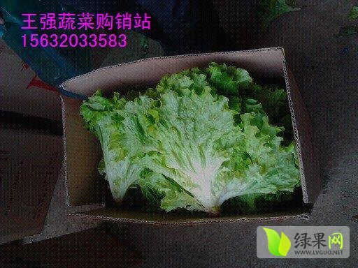 2015年河北永年散叶生菜价格
