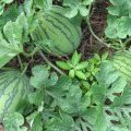 山东惠民西瓜已经大批上市·京欣·高抗·黑花皮等