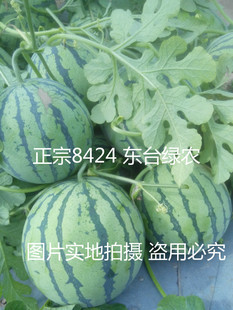 2014年江苏东台8424西瓜价格