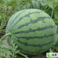 江苏连云小棚地雷瓜大面积上市