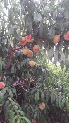 河北饶阳.绿化久、红岗山：王岗村艾世杰