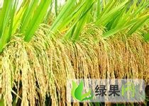 广西富川今日水稻收购价：1.25元/斤