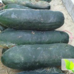 湖北嘉鱼子弹头黑皮冬瓜：潘家湾邓伟