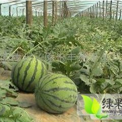 辽宁凌海京欣西瓜已经上市了