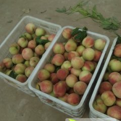 河南尉氏松森桃：张氏镇赵一帆