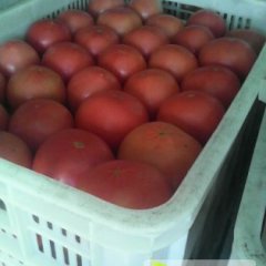 山东海阳齐达利 硬粉西红柿