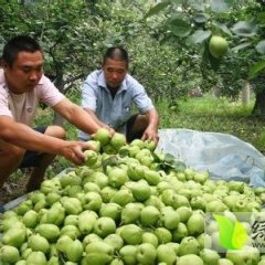 陕西绿皮早酥梨开始上市