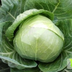 河北宣化大量供应中甘21甘蓝