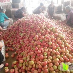 山东东昌府粉迪尼217西红柿现在已大量上市