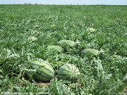 凌海市《西瓜》上市