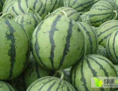 山东平度京欣西瓜产地销售批发基地