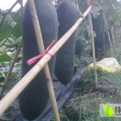 广西良庆黑优大冬瓜现正大量上市