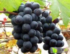 江西吉安县自家种植的巨锋葡萄上市了