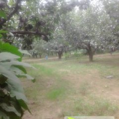 安徽砀山酥梨上市 到产地看后再谈价格