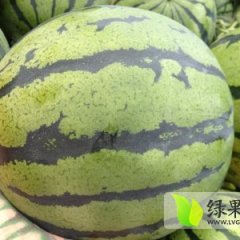 黑龙江北林京欣西瓜7月中旬上市