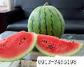大荔县黄河滩京欣 大量供应中