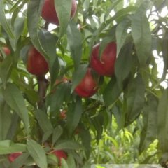 陕西大荔供应中油13油桃